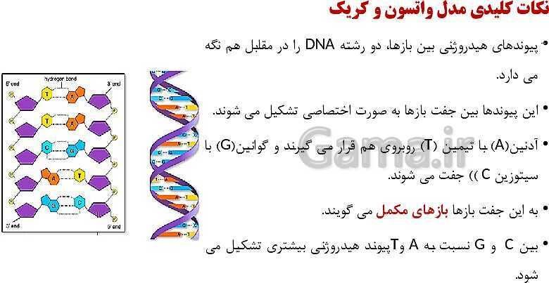 پاورپوینت فصل اول زیست شناسی (3) دوازدهم | گفتار 1: نوکلئیک اسیدها- پیش نمایش