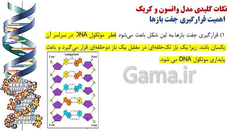 پاورپوینت فصل اول زیست شناسی (3) دوازدهم | گفتار 1: نوکلئیک اسیدها- پیش نمایش