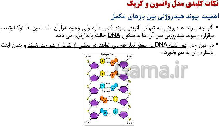 پاورپوینت فصل اول زیست شناسی (3) دوازدهم | گفتار 1: نوکلئیک اسیدها- پیش نمایش