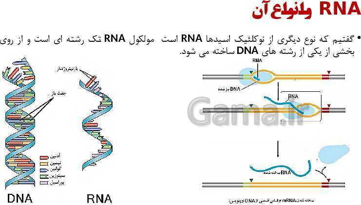 پاورپوینت فصل اول زیست شناسی (3) دوازدهم | گفتار 1: نوکلئیک اسیدها- پیش نمایش