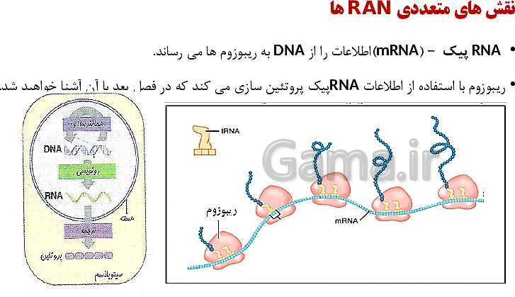 پاورپوینت فصل اول زیست شناسی (3) دوازدهم | گفتار 1: نوکلئیک اسیدها- پیش نمایش