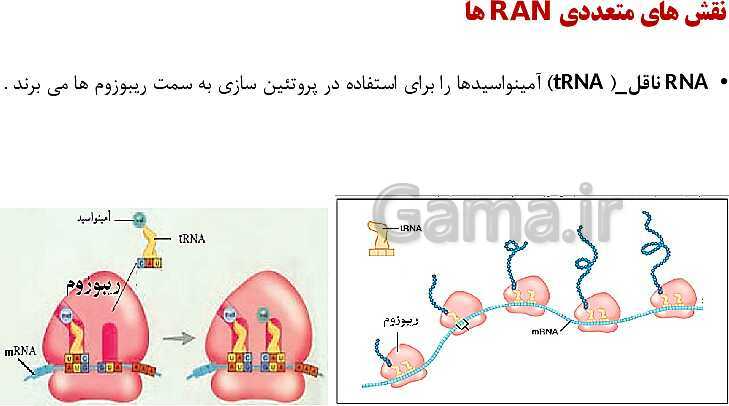 پاورپوینت فصل اول زیست شناسی (3) دوازدهم | گفتار 1: نوکلئیک اسیدها- پیش نمایش