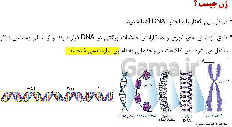 پاورپوینت فصل اول زیست شناسی (3) دوازدهم | گفتار 1: نوکلئیک اسیدها- پیش نمایش