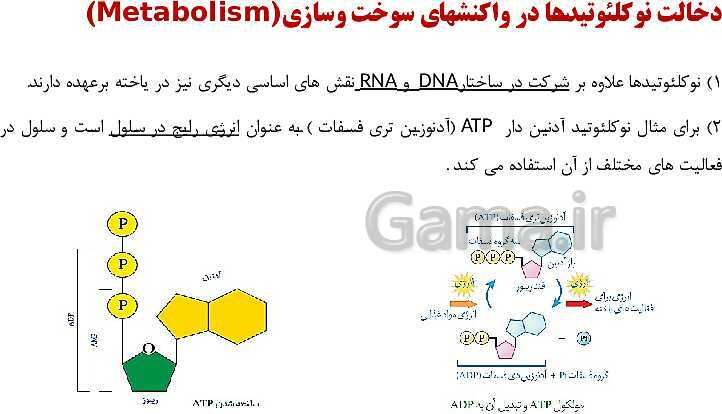 پاورپوینت فصل اول زیست شناسی (3) دوازدهم | گفتار 1: نوکلئیک اسیدها- پیش نمایش