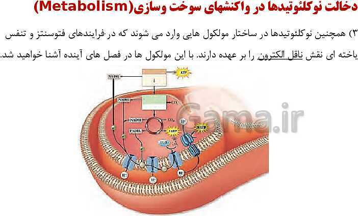 پاورپوینت فصل اول زیست شناسی (3) دوازدهم | گفتار 1: نوکلئیک اسیدها- پیش نمایش