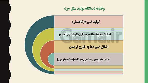 پاورپوینت فصل هفتم زیست شناسی (2) یازدهم تجربی | گفتار 1: دستگاه تولید مثل در مرد- پیش نمایش