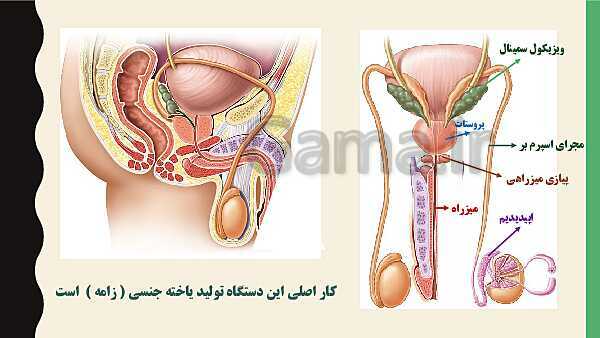 پاورپوینت فصل هفتم زیست شناسی (2) یازدهم تجربی | گفتار 1: دستگاه تولید مثل در مرد- پیش نمایش