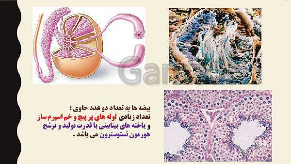 پاورپوینت فصل هفتم زیست شناسی (2) یازدهم تجربی | گفتار 1: دستگاه تولید مثل در مرد- پیش نمایش