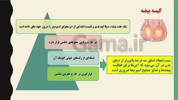 پاورپوینت فصل هفتم زیست شناسی (2) یازدهم تجربی | گفتار 1: دستگاه تولید مثل در مرد- پیش نمایش