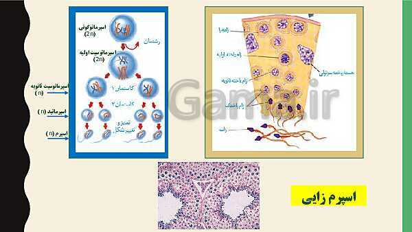 پاورپوینت فصل هفتم زیست شناسی (2) یازدهم تجربی | گفتار 1: دستگاه تولید مثل در مرد- پیش نمایش