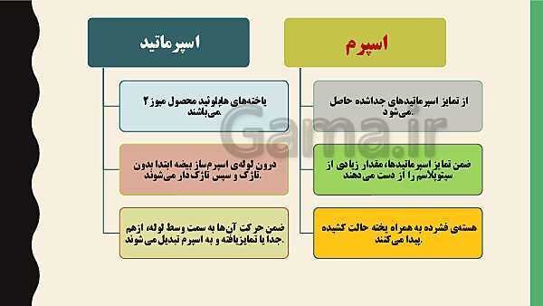 پاورپوینت فصل هفتم زیست شناسی (2) یازدهم تجربی | گفتار 1: دستگاه تولید مثل در مرد- پیش نمایش