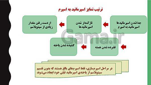 پاورپوینت فصل هفتم زیست شناسی (2) یازدهم تجربی | گفتار 1: دستگاه تولید مثل در مرد- پیش نمایش