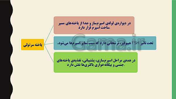 پاورپوینت فصل هفتم زیست شناسی (2) یازدهم تجربی | گفتار 1: دستگاه تولید مثل در مرد- پیش نمایش