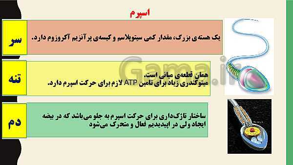 پاورپوینت فصل هفتم زیست شناسی (2) یازدهم تجربی | گفتار 1: دستگاه تولید مثل در مرد- پیش نمایش