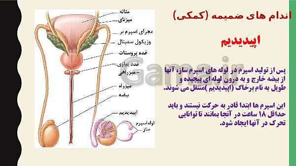 پاورپوینت فصل هفتم زیست شناسی (2) یازدهم تجربی | گفتار 1: دستگاه تولید مثل در مرد- پیش نمایش