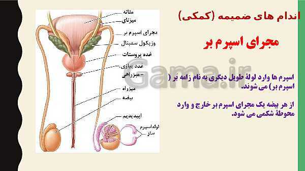 پاورپوینت فصل هفتم زیست شناسی (2) یازدهم تجربی | گفتار 1: دستگاه تولید مثل در مرد- پیش نمایش