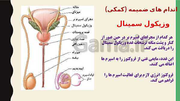 پاورپوینت فصل هفتم زیست شناسی (2) یازدهم تجربی | گفتار 1: دستگاه تولید مثل در مرد- پیش نمایش