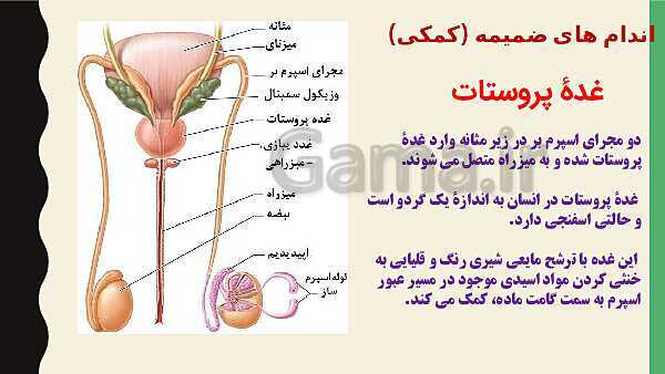 پاورپوینت فصل هفتم زیست شناسی (2) یازدهم تجربی | گفتار 1: دستگاه تولید مثل در مرد- پیش نمایش