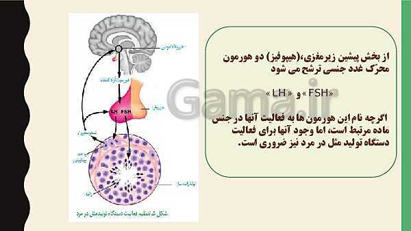 پاورپوینت فصل هفتم زیست شناسی (2) یازدهم تجربی | گفتار 1: دستگاه تولید مثل در مرد- پیش نمایش