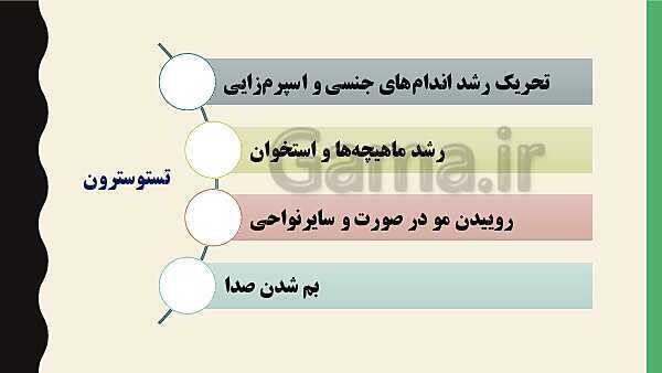 پاورپوینت فصل هفتم زیست شناسی (2) یازدهم تجربی | گفتار 1: دستگاه تولید مثل در مرد- پیش نمایش