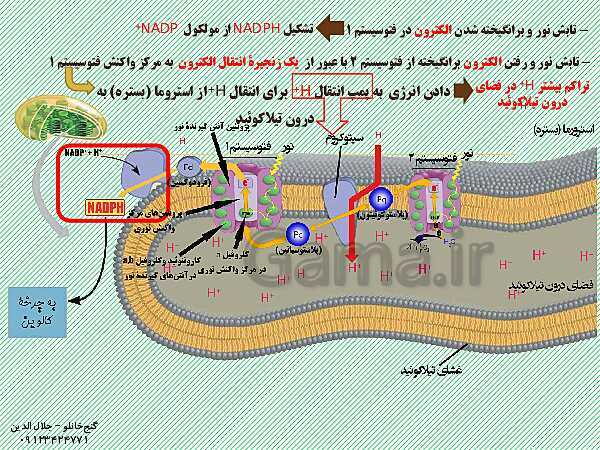 پاورپوینت زیست شناسی دوازدهم تجربی | فصل 6: از انرژی به ماده (گفتار 2: واکنش های فتوسنتزی)- پیش نمایش