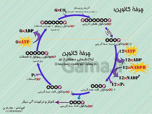 پاورپوینت زیست شناسی دوازدهم تجربی | فصل 6: از انرژی به ماده (گفتار 2: واکنش های فتوسنتزی)- پیش نمایش