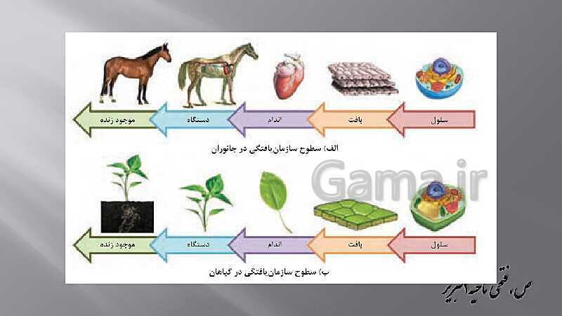 پاورپوینت زیست شناسی دهم هنرستان | پودمان 4: گیاهان- پیش نمایش