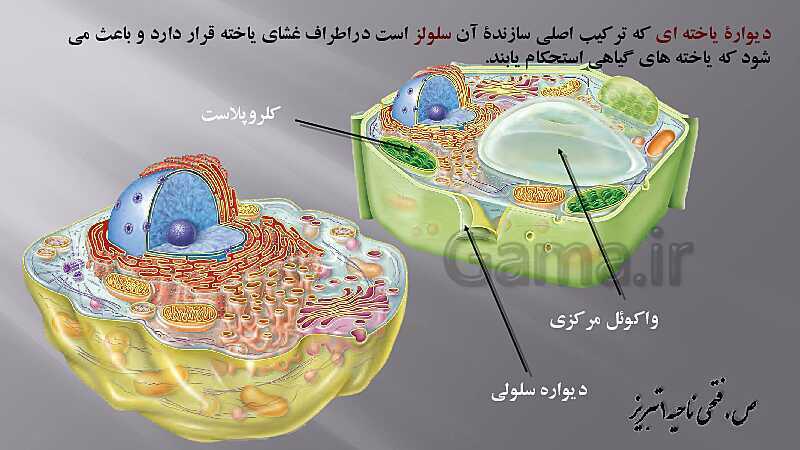 پاورپوینت زیست شناسی دهم هنرستان | پودمان 4: گیاهان- پیش نمایش