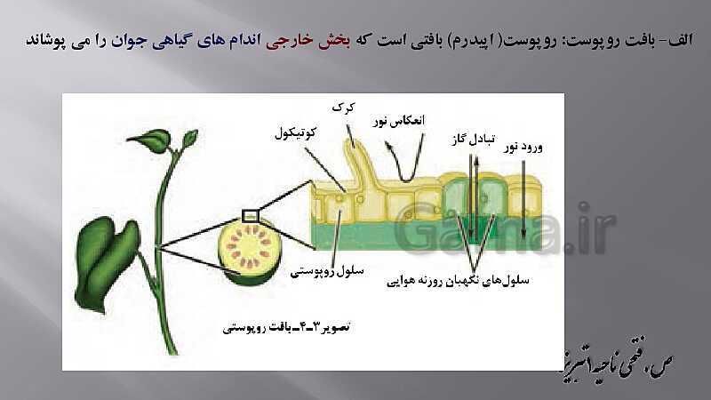 پاورپوینت زیست شناسی دهم هنرستان | پودمان 4: گیاهان- پیش نمایش