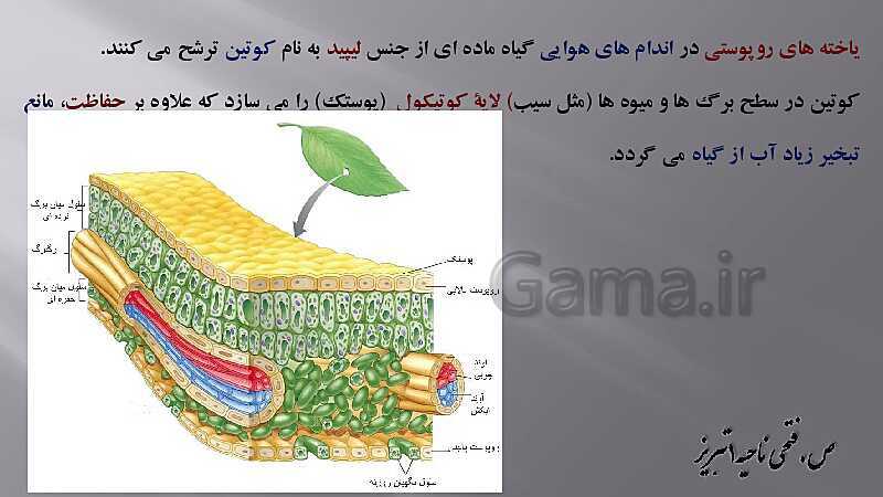 پاورپوینت زیست شناسی دهم هنرستان | پودمان 4: گیاهان- پیش نمایش