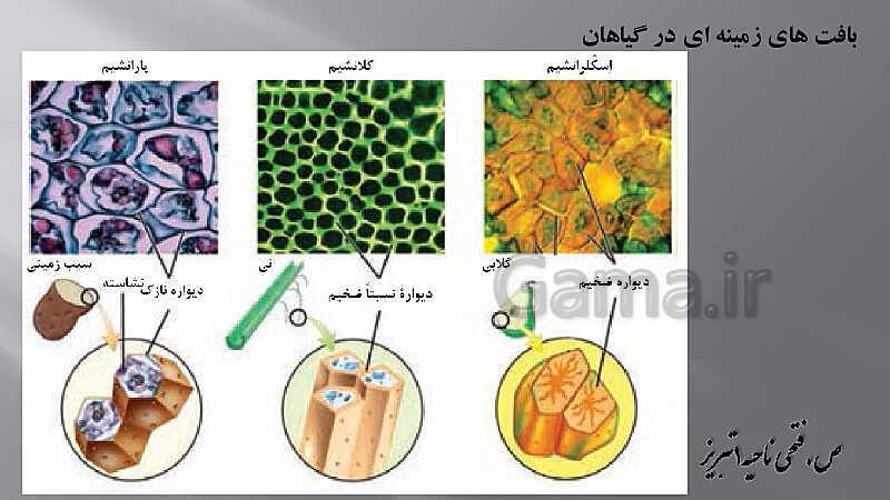 پاورپوینت زیست شناسی دهم هنرستان | پودمان 4: گیاهان- پیش نمایش