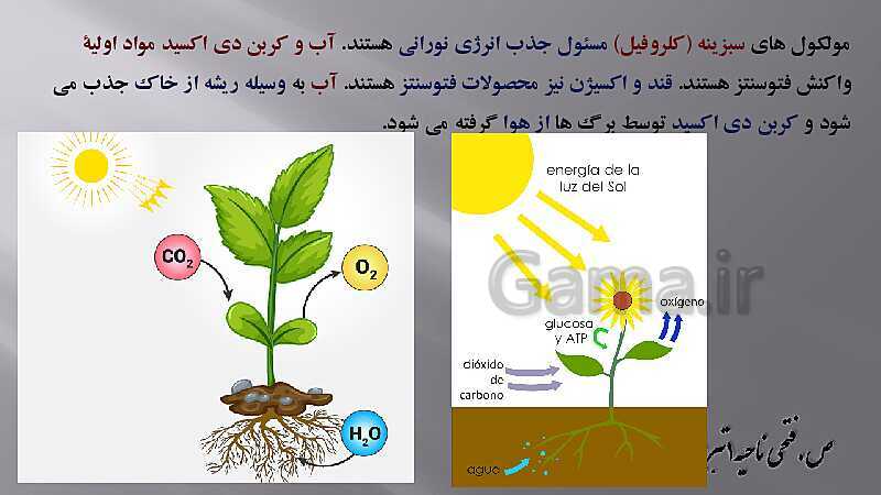 پاورپوینت زیست شناسی دهم هنرستان | پودمان 4: گیاهان- پیش نمایش