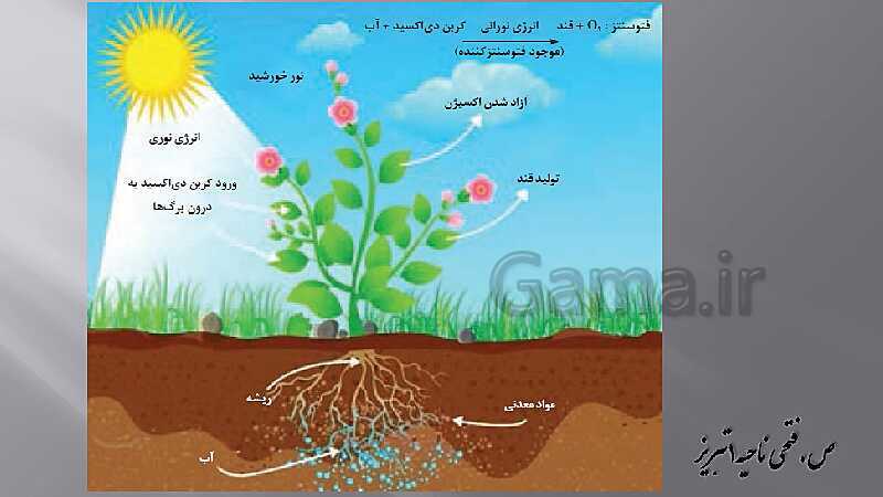 پاورپوینت زیست شناسی دهم هنرستان | پودمان 4: گیاهان- پیش نمایش