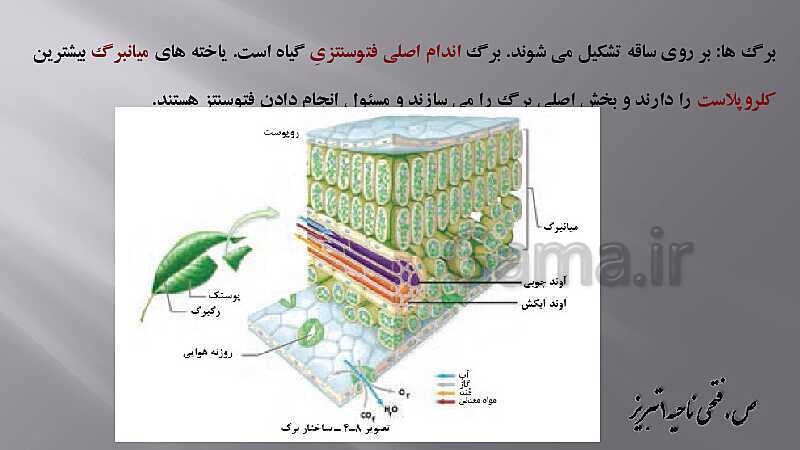 پاورپوینت زیست شناسی دهم هنرستان | پودمان 4: گیاهان- پیش نمایش