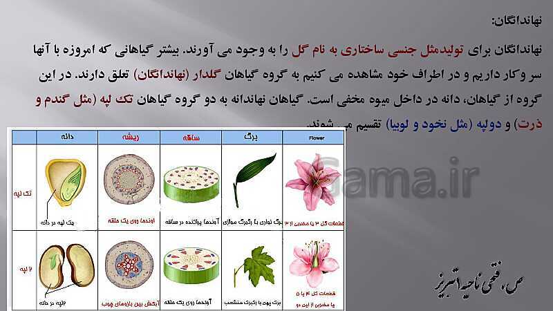 پاورپوینت زیست شناسی دهم هنرستان | پودمان 4: گیاهان- پیش نمایش