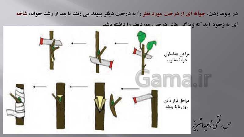 پاورپوینت زیست شناسی دهم هنرستان | پودمان 4: گیاهان- پیش نمایش