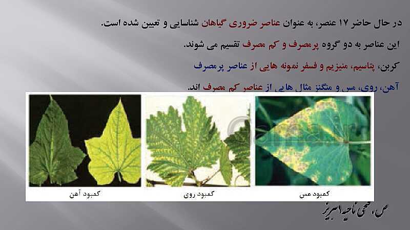 پاورپوینت زیست شناسی دهم هنرستان | پودمان 4: گیاهان- پیش نمایش