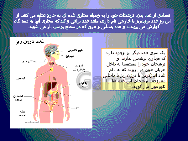 پاورپوینت علوم تجربی پایه هشتم   | فصل ششم: تنظیم هورمونی- پیش نمایش