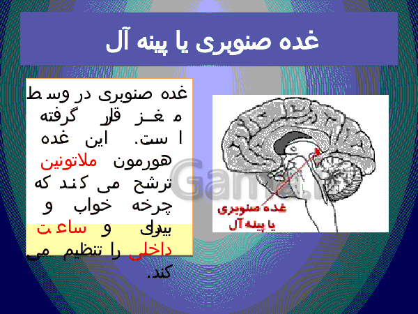 پاورپوینت علوم تجربی پایه هشتم   | فصل ششم: تنظیم هورمونی- پیش نمایش