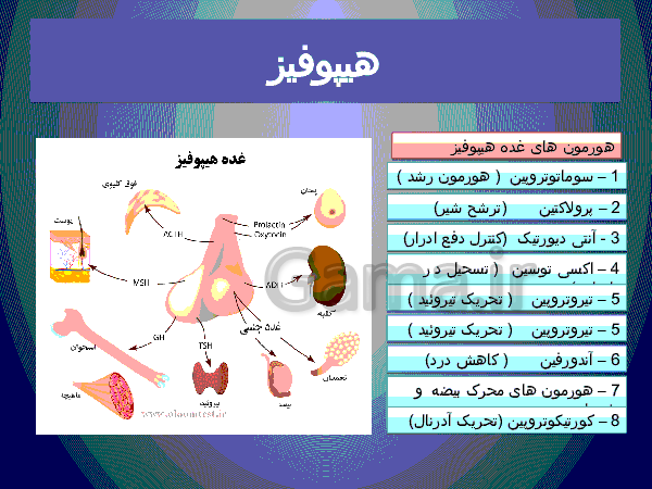 پاورپوینت علوم تجربی پایه هشتم   | فصل ششم: تنظیم هورمونی- پیش نمایش