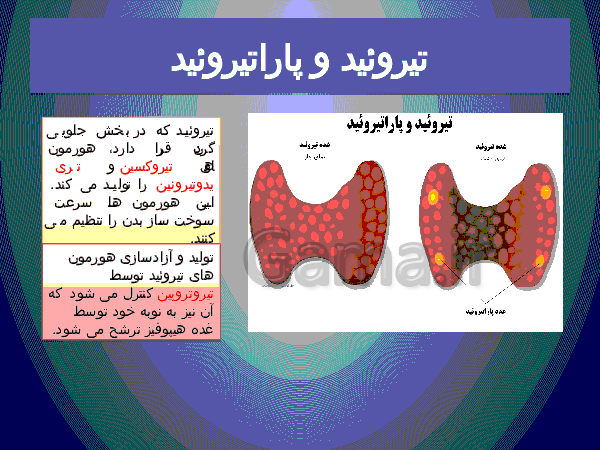 پاورپوینت علوم تجربی پایه هشتم   | فصل ششم: تنظیم هورمونی- پیش نمایش