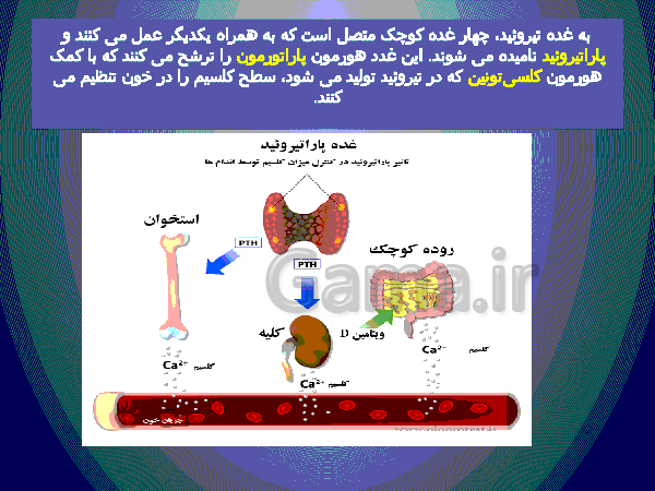 پاورپوینت علوم تجربی پایه هشتم   | فصل ششم: تنظیم هورمونی- پیش نمایش