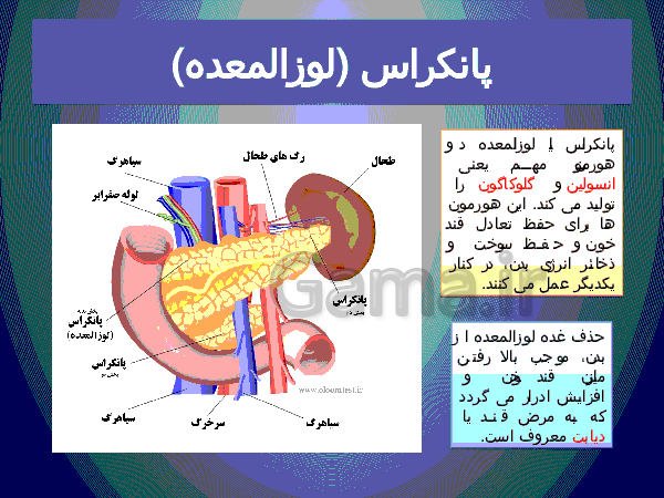 پاورپوینت علوم تجربی پایه هشتم   | فصل ششم: تنظیم هورمونی- پیش نمایش