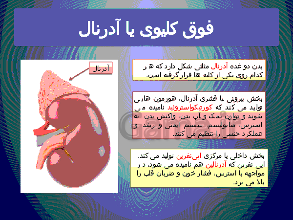 پاورپوینت علوم تجربی پایه هشتم   | فصل ششم: تنظیم هورمونی- پیش نمایش