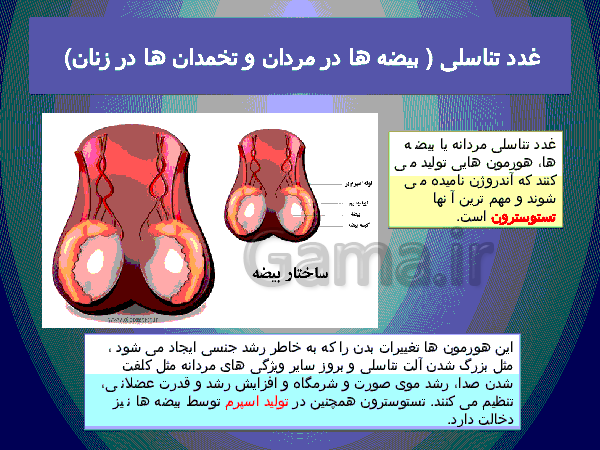 پاورپوینت علوم تجربی پایه هشتم   | فصل ششم: تنظیم هورمونی- پیش نمایش