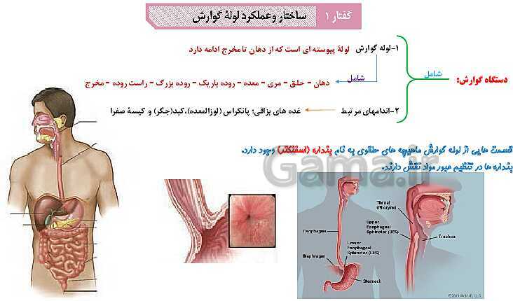 پاورپوینت آموزش با نمودار مفهومی زیست شناسی (1) دهم | ساختار لوله گوارش و حرکات آن- پیش نمایش