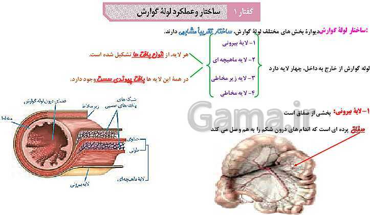 پاورپوینت آموزش با نمودار مفهومی زیست شناسی (1) دهم | ساختار لوله گوارش و حرکات آن- پیش نمایش