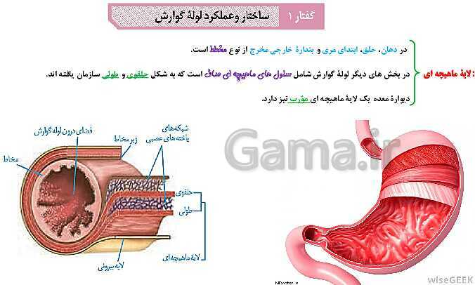 پاورپوینت آموزش با نمودار مفهومی زیست شناسی (1) دهم | ساختار لوله گوارش و حرکات آن- پیش نمایش