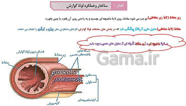 پاورپوینت آموزش با نمودار مفهومی زیست شناسی (1) دهم | ساختار لوله گوارش و حرکات آن- پیش نمایش