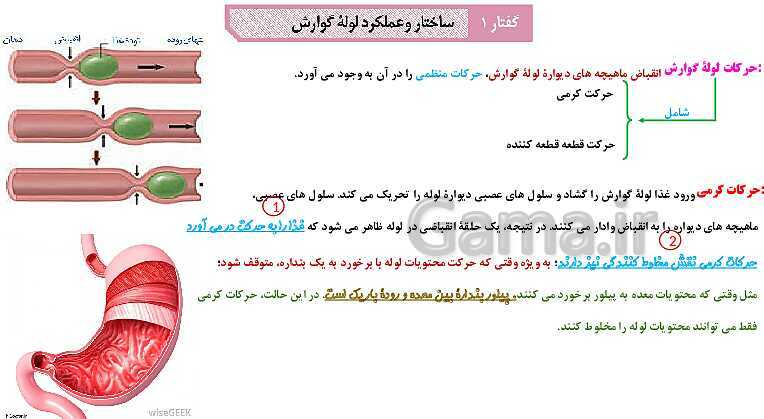 پاورپوینت آموزش با نمودار مفهومی زیست شناسی (1) دهم | ساختار لوله گوارش و حرکات آن- پیش نمایش